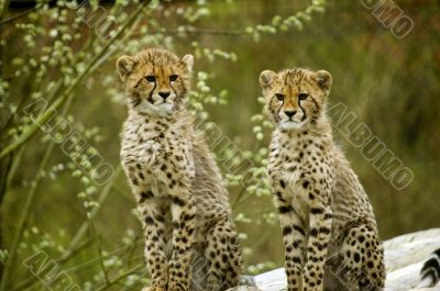 Cheetah Cheetah