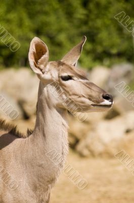 Greater Kudu Greater Kudu