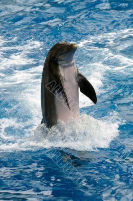 Dolphin Dolphin