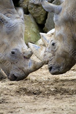 White Rhinoceros