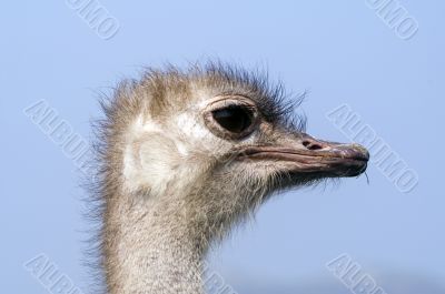 Ostrich Ostrich