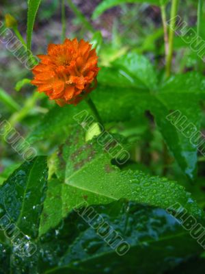 Orange Milkwort