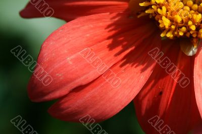 Red flower against the dark background