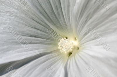White flower