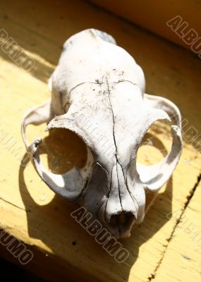 Skull of the animal 2