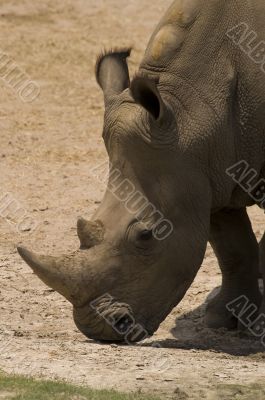 White Rhinoceros