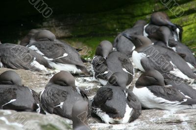 Common Murre, flock resting