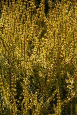 Detail, evening sunlight on heather