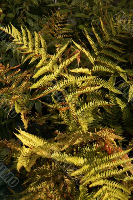 Fern with spores Fern with spores