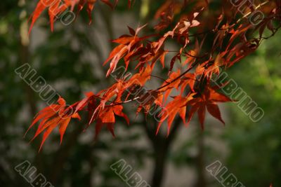 Japanese maple leaves