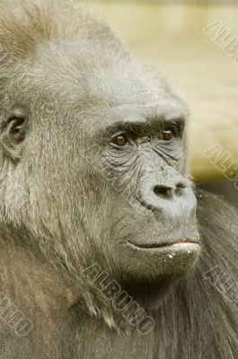 Gorilla