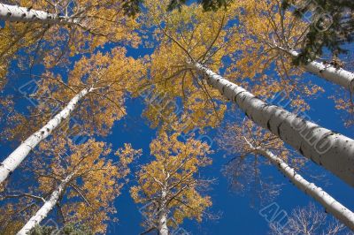 Tops of trees.