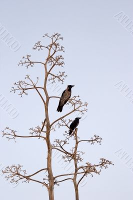 Two birds on light-blue background Two birds on light-blue background