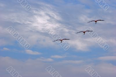 Flying flamingos