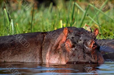 Hippopotamus