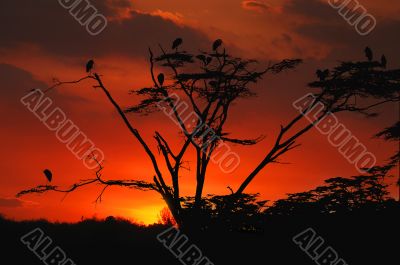 African sunset African sunset