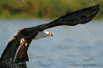 African Fish Eagle.