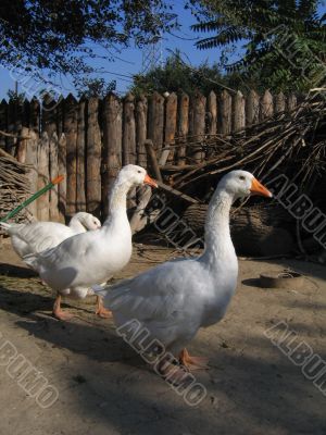 Geese family Geese family