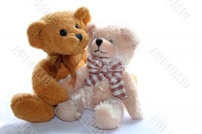 two teddy bears on white background