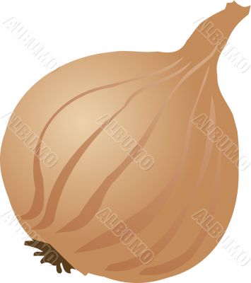 Onion sketch