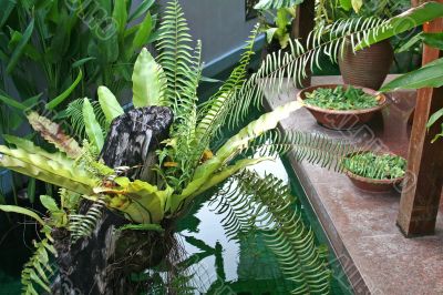 Balinese decor plants Balinese decor plants