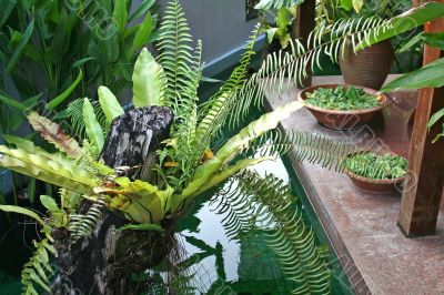 Balinese decor plants