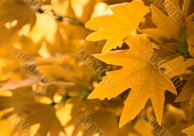 yellow leaves, shallow focus