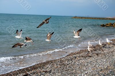 sea coast and seagulls sea coast and seagulls