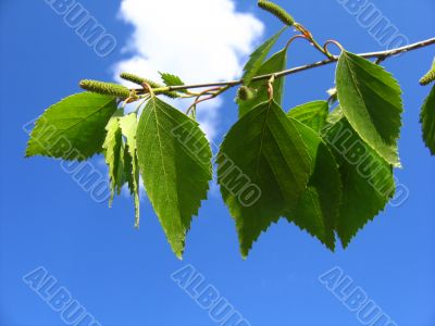 Birch leaves and blue sky Birch leaves and blue sky