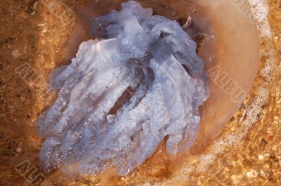 blue medusa on the sea-sand
