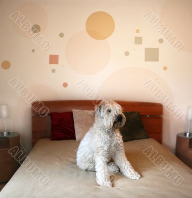 Dog in modern bedroom