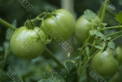 green tomatoes