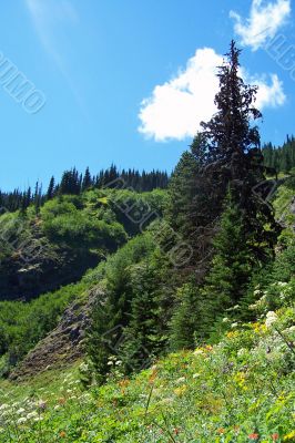 Meadow in the mountains in Olympic National Park, USA