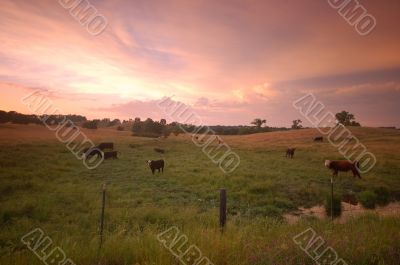 pastoral field