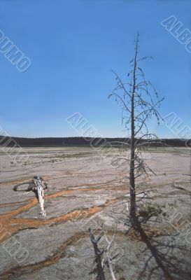 dead tree in Yellowstone National Park dead tree in Yellowstone National Park