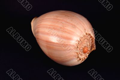 large seashell