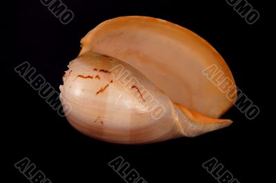 Large Seashell