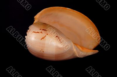 Large Seashell Large Seashell