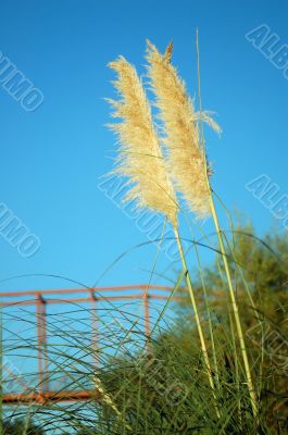 reed grass