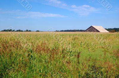 Barn in the Califronia countryside