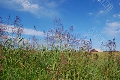 Barn in field