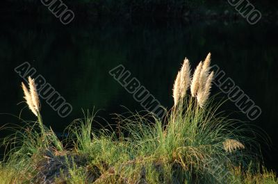 Reed grass