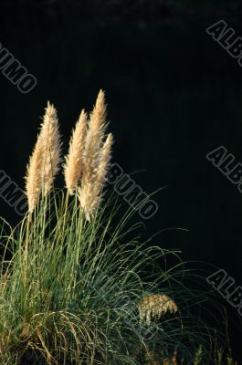 Reed grass by pond