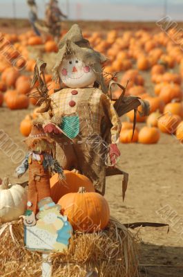 Scarecrow in a pumkin patch