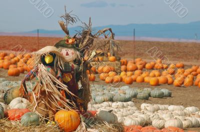 Scarecrow in a pumpkin patch