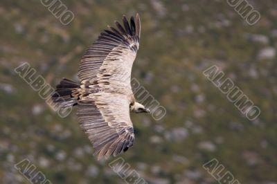 Vulture in flight