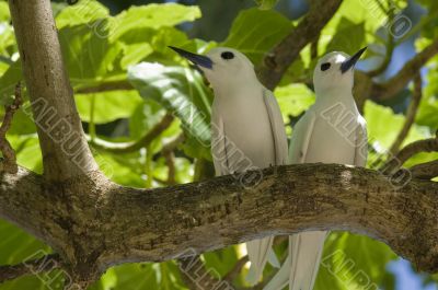 Fairy terns