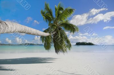 Palm on the beach