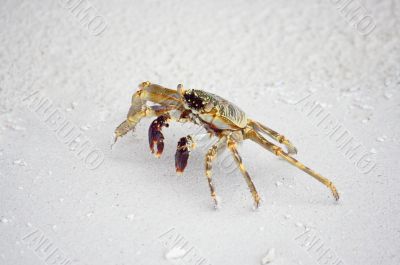 ghost crab