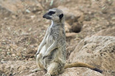 gray meerkat